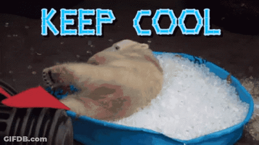 Polar Bear Keep Cool GIF