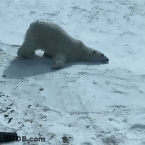 Polar Bear Laying Down In Snow GIF