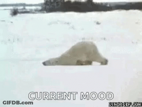 Polar Bear Laying In Snow Current Mood GIF