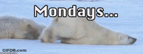 Polar Bear Laying In Snow Monday's GIF