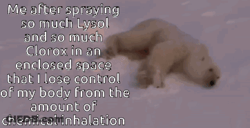 Polar Bear Laying In Snow Saying Me After Spraying So Much Lysol GIF