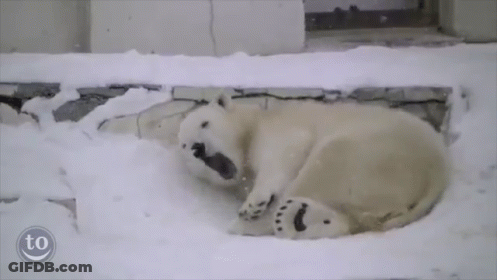 Polar Bear Laying On Back In Snow With Smiley Face Saying To GIF