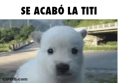 Polar Bear Puppy Se Acabo La Titi GIF