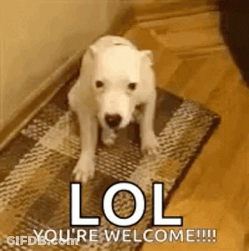Polar Bear Puppy Standing On Rug GIF