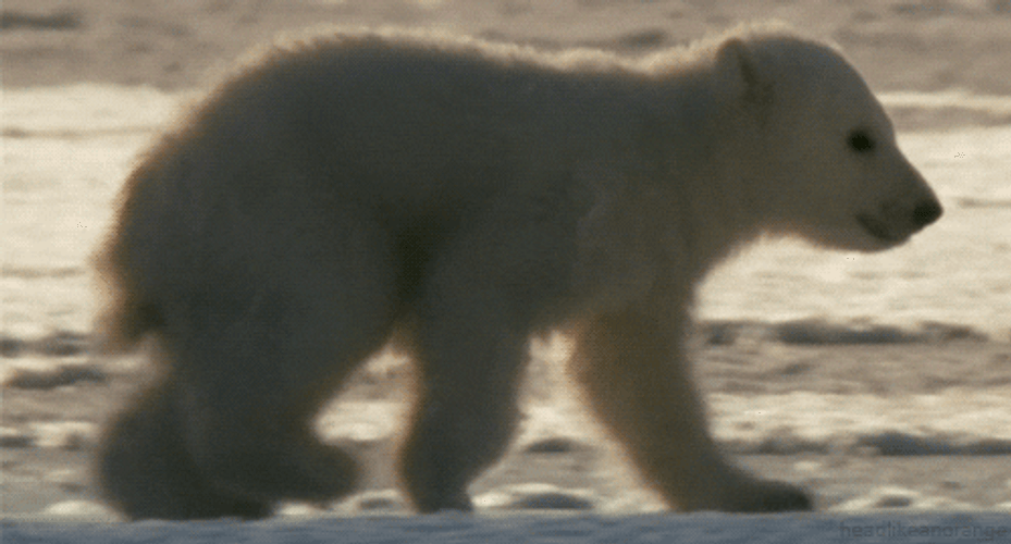 Polar Bear Slowly Walking GIF