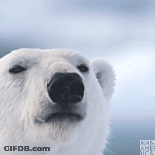 Polar Bear Sniff GIF