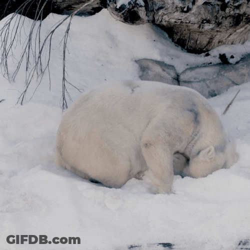 Polar Bear Snow Playing Cute Animal GIF