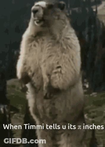 Polar Bear Standing On Hind Legs When Timmi Tells U Its Pi Inches GIF