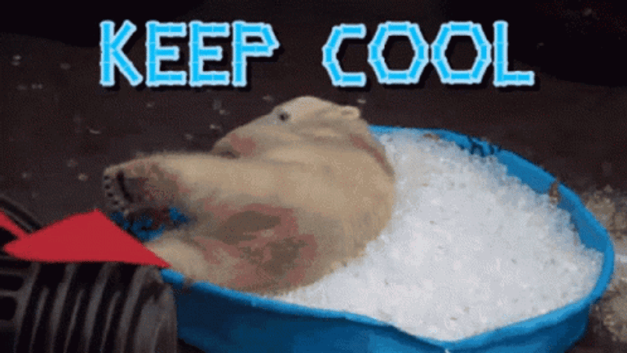 Polar Bear Swimming On Ice Stay Cool GIF