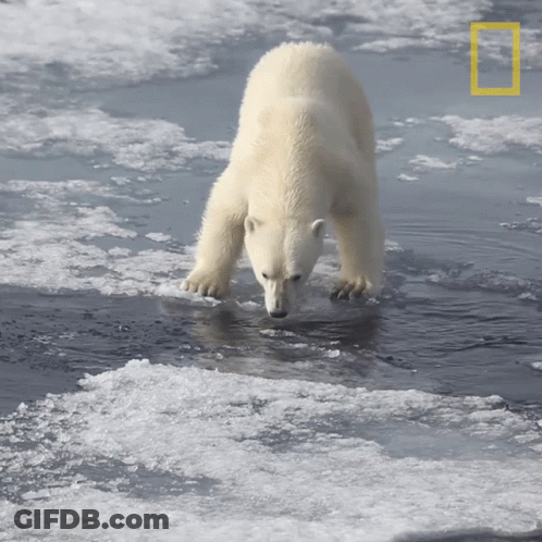 Polar Bear Walking Through Water GIF