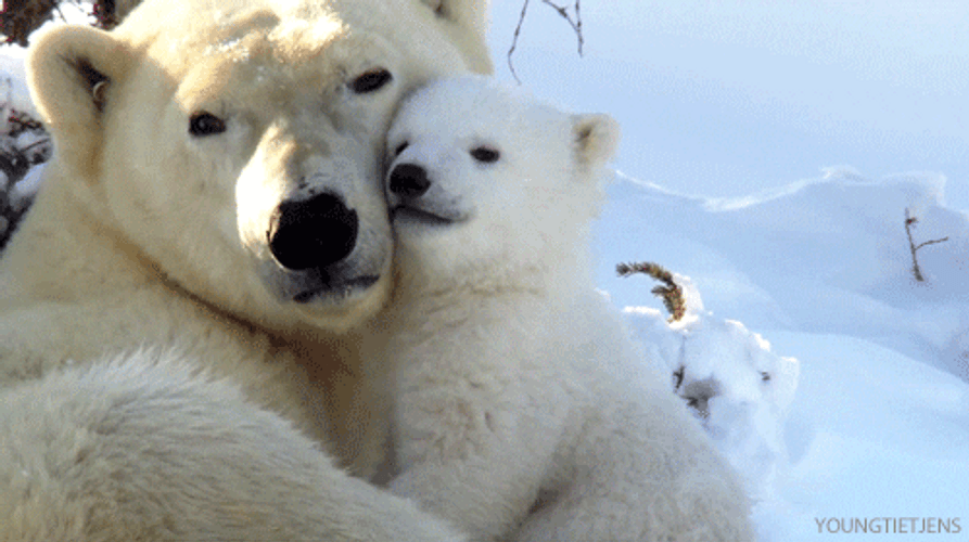 Polar Bears Hug Cute Animal GIF