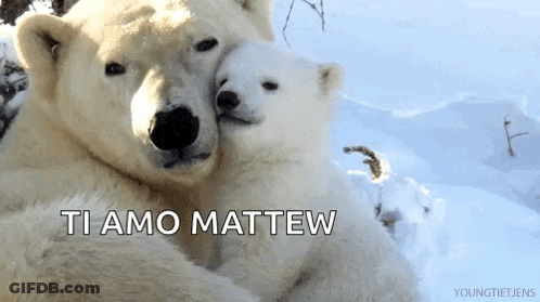 Polar Bears Hugging In Snow Ti Amo Mattew GIF