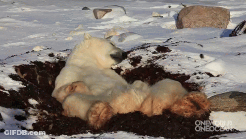 Polar Lazy Bear GIF