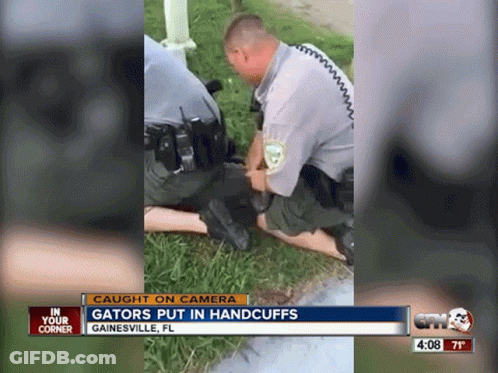 Police Officer Kneeling Down Gators Put In Handcuffs GIF