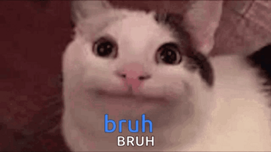 Polite Beluga Cat Bruh GIF
