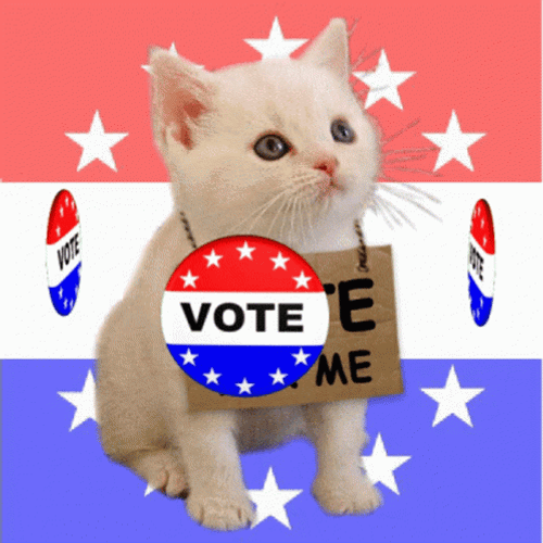 Politician Cat Election Campaign GIF