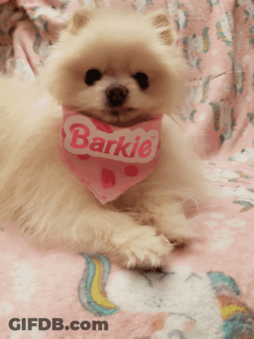 Pomeranian Barkie Snarl GIF