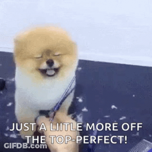 Pomeranian Being Groomed With Comb GIF