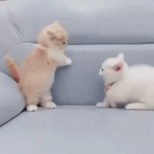 Pomeranian Cat Attack GIF