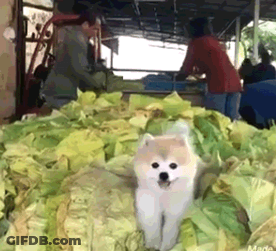 Pomeranian Cute Dog Vegetables GIF