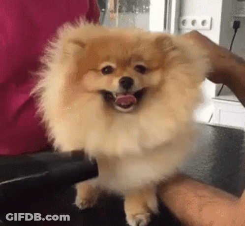 Pomeranian Dog Being Petted On Table GIF