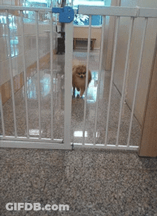 Pomeranian Dog Easily Escape GIF