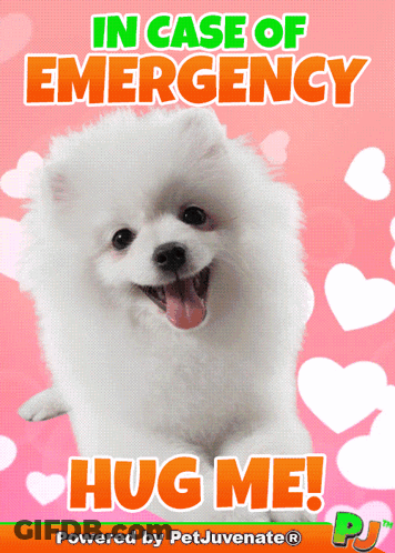 Pomeranian Dog In Case Of Emergency Hug Me GIF