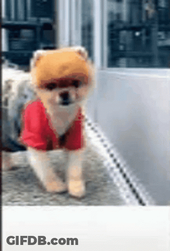 Pomeranian Dog In Red Shirt And Hat GIF