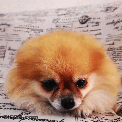 Pomeranian Dog Laying On Paper Saying Jession De Jour GIF