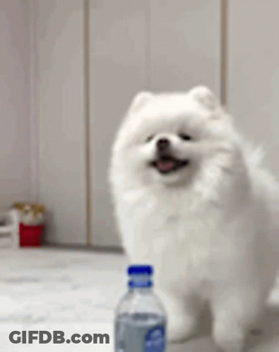 Pomeranian Dog Next To Water Bottle GIF