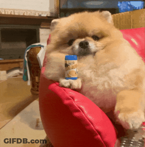 Pomeranian Dog Relaxing GIF