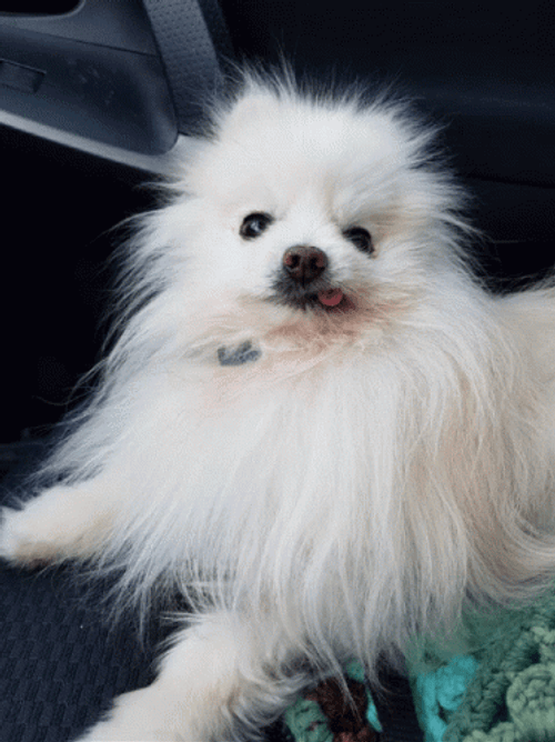 Pomeranian Dog Showing Tongue GIF
