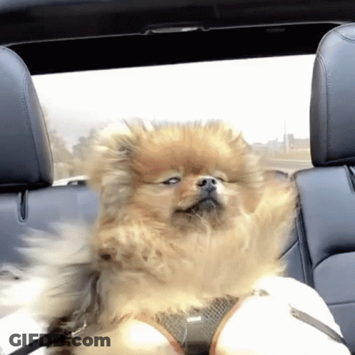 Pomeranian Dog Sitting In Back Seat Of Convertible GIF