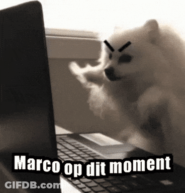 Pomeranian Dog Standing In Front Of Laptop Saying Marco Op Dit Moment GIF