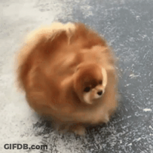 Pomeranian Dog Standing On Hind Legs GIF