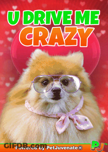 Pomeranian Dog Sunglasses Pink Scarf U Drive Me Crazy GIF