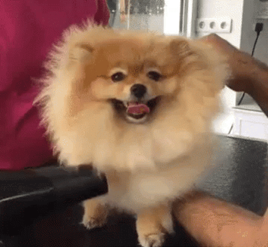Pomeranian Having Blowdry GIF