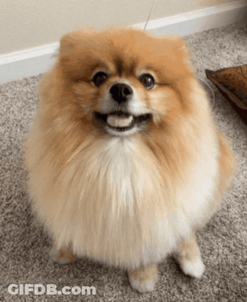 Pomeranian Patiently Sitting GIF