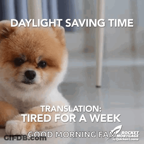 Pomeranian Puppy Laying Daylight Saving Time Tired For A Week GIF