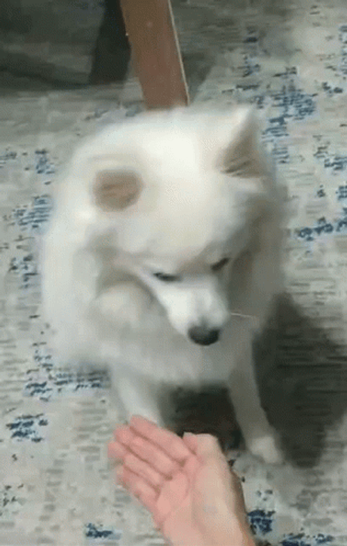 Pomeranian Shaking Hands GIF