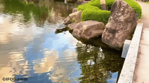 Pond Surrounded By Rocks And Bushes GIF