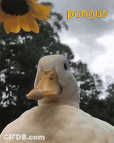 Pongus Duck GIF