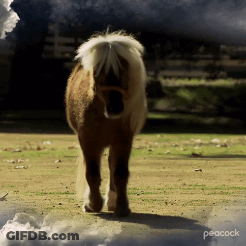 Pony GIF
