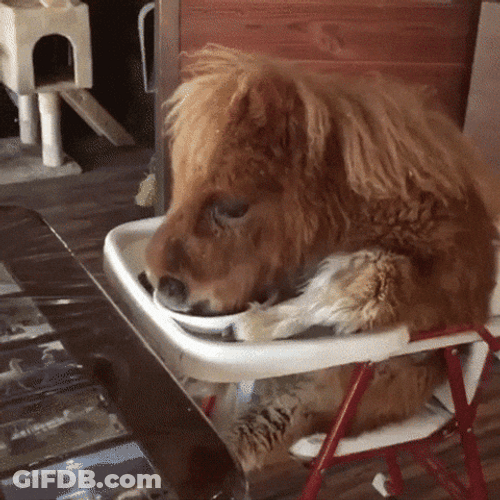 Pony Eating From Plate GIF