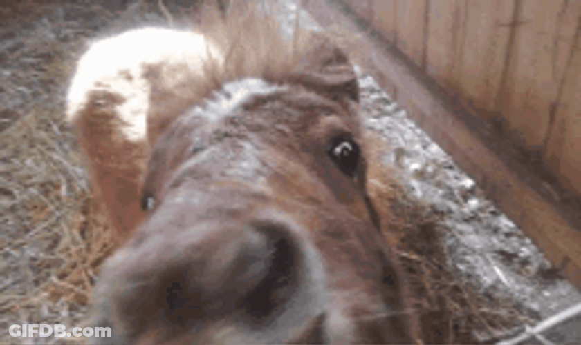 Pony Face Close Shot GIF