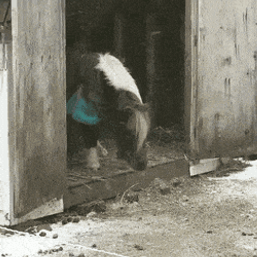 Pony Jumping Out Of Shelter GIF