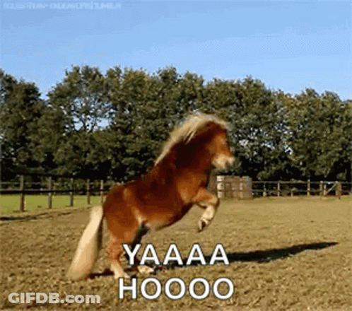 Pony Jumping Saying Yaaaa Hooooo GIF