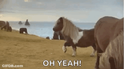 Pony Standing On Hind Legs On Beach GIF