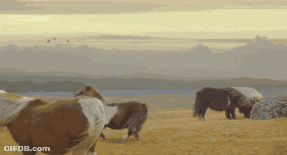 Pony Walking Backwards In Pasture GIF