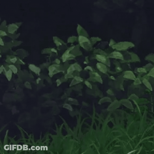Ponytailed Elf-Eared Girl Standing In Grass At Night GIF